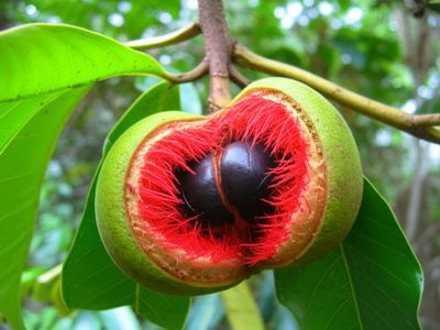 Wild Nutmeg