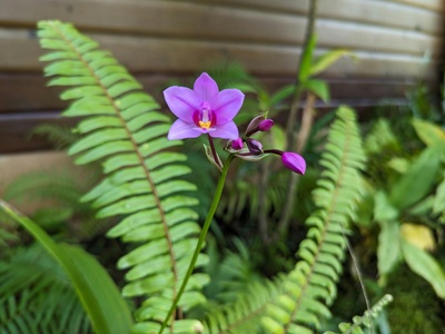 Wild Orchid