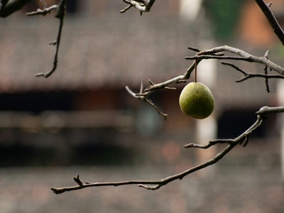 Wild pear