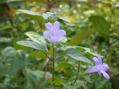 Wild Petunia