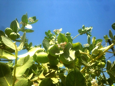 Wild Pistachio