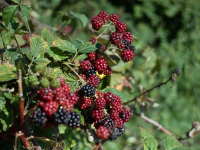 Wild raspberry