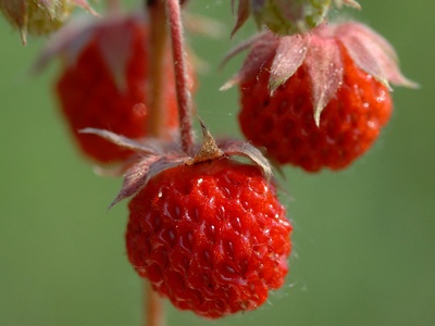 Wild strawberry