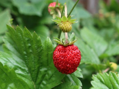 Wild strawberry