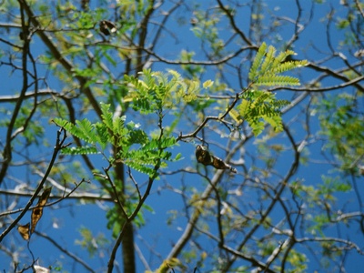 Wild Tamarind