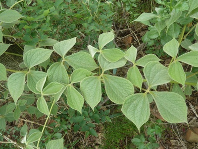 Wild Yam
