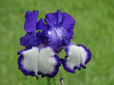 Willmott's Iris