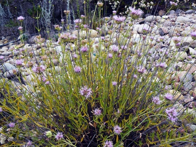 Willowy Monardella
