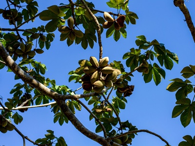 Wilson's Bean Tree