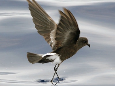 Wilson's Storm Petrel