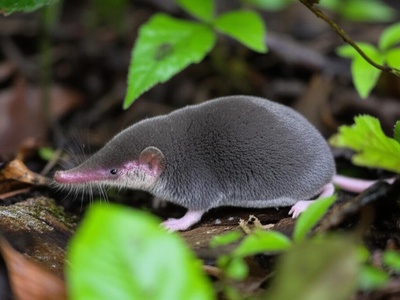 Wimmer's Shrew