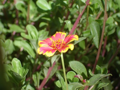 Wingpod Purslane