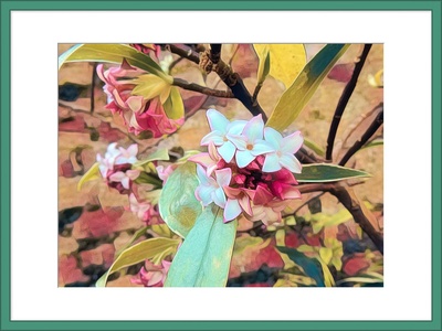Winter Daphne