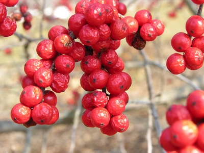 Winterberry Holly