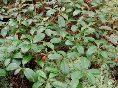 Wintergreen (teaberry)