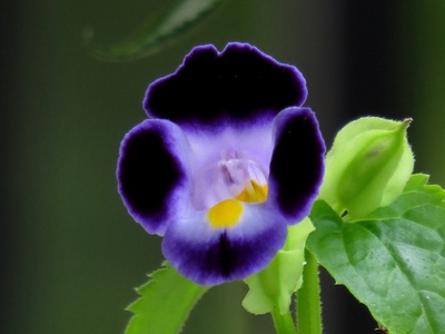 Wishbone Flower