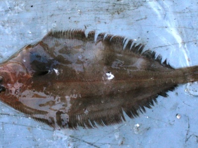 Witch (grey sole)