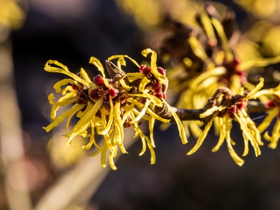 Witch Hazel