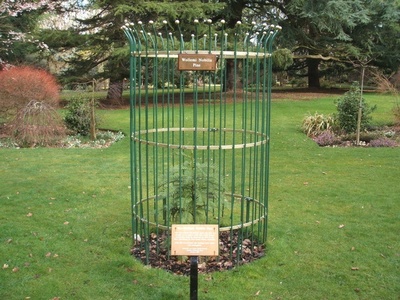 Wollemi Pine