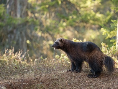 Wolverine