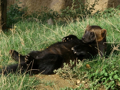 Wolverine