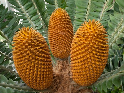 Wood's Cycad