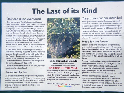 Wood's Cycad