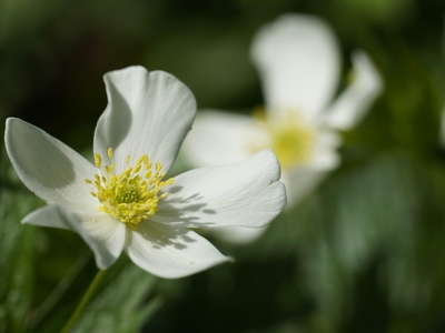 Wood Anemone