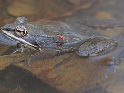 Wood Frog