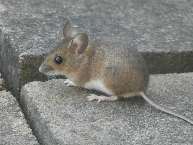 Mammals of Germany: The Complete List - Flora Fauna Fun