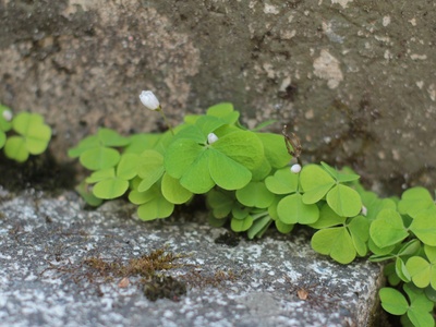 Wood sorrel