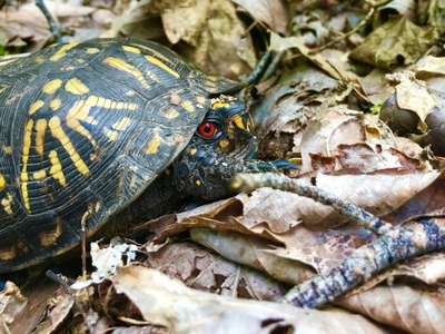 Wood Turtle