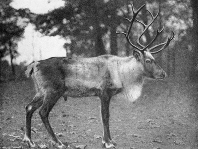 Woodland Caribou