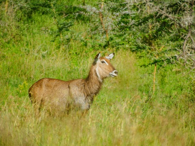 Woodland Caribou