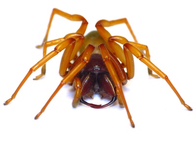 Woodlouse Hunter