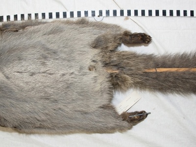 Woolly Flying Squirrel