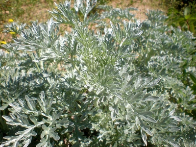 Wormwood
