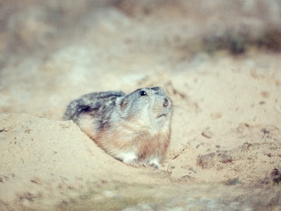 Wrangel Lemming