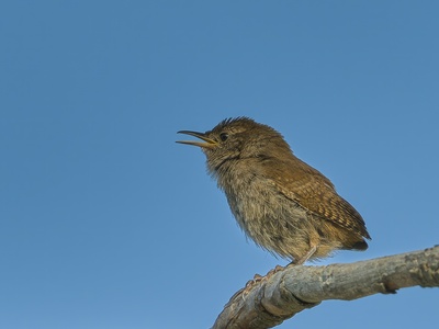 Wren