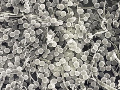 Yeasts