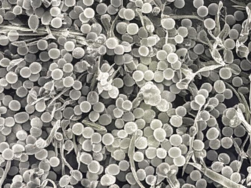 The Complete List Of Grassland Decomposers Flora Fauna Fun the-complete-list-of-grassland-decomposers-flora-fauna-fun