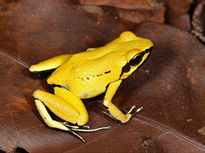 Yellow-bellied Puddle Frog