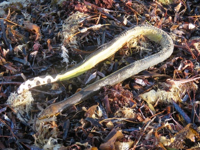 Yellow-bellied Sea Snake