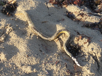Yellow-bellied sea snake