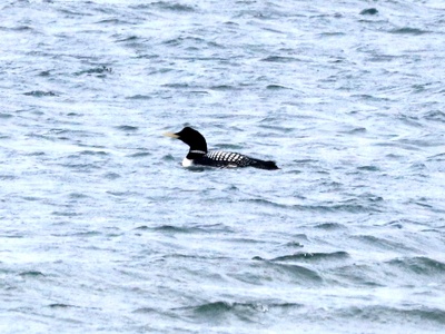 Yellow-billed Loon