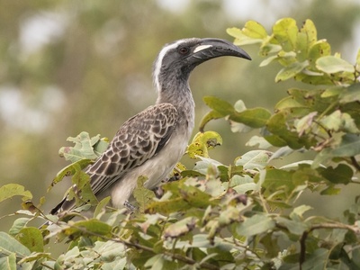 Yellow-casqued Hornbill