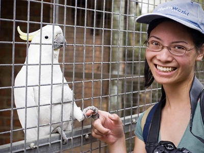 Yellow-crested Cockatoo