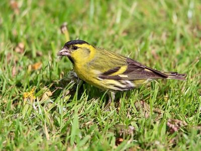 Yellow-green Finch