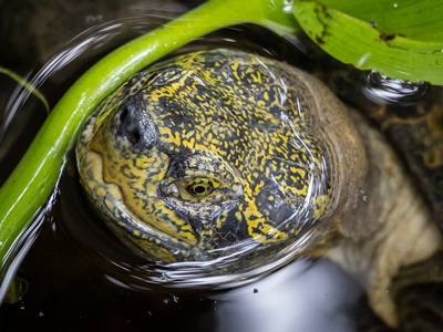 Yellow-headed Temple Turtle