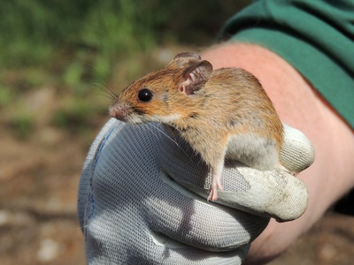Yellow-necked Mouse